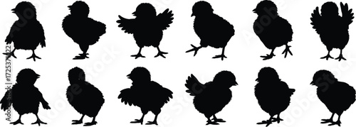 Chick silhouette collection, baby bird vector, poultry animal icons, farm bird clipart, cute chick poses, domestic bird illustration set