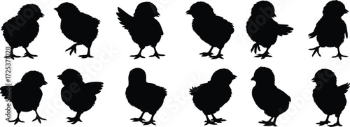 Chick silhouette collection, baby bird vector, poultry animal clipart, farm bird icons, cute chick poses, domestic bird design, wildlife illustration set