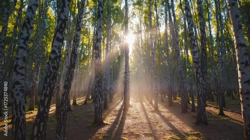 Sunlight Filters Through a Serene Birch Forest Creating a Peaceful Atmosphere With Long Shadows on the Ground, Captured During a Clear Day