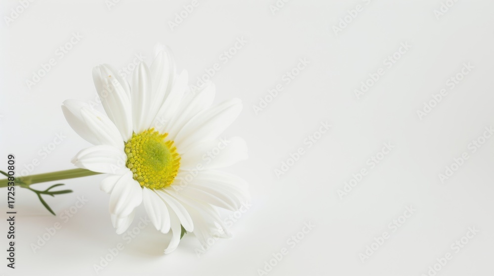 Obraz premium Macro Floral Closeups: Isolated Daisies, White Chamomile & Yellow Chrysanthemum Blooms