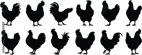Chicken silhouette icons, poultry vector set, farm bird illustration pack, rooster and hen graphics, domestic animal art, livestock design, barnyard bird poses