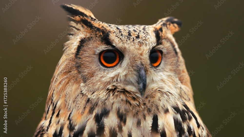 Fototapeta premium portrait of an owl