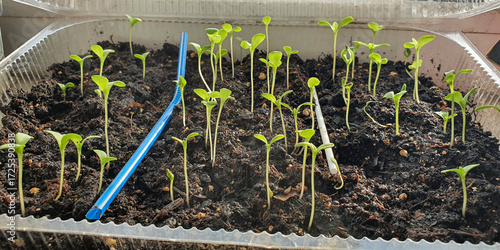 Young seedlings sprouting in soil tray indoors, delicate green shoots reaching for light, macro closeup of early plant growth and germination process in natural conditions.