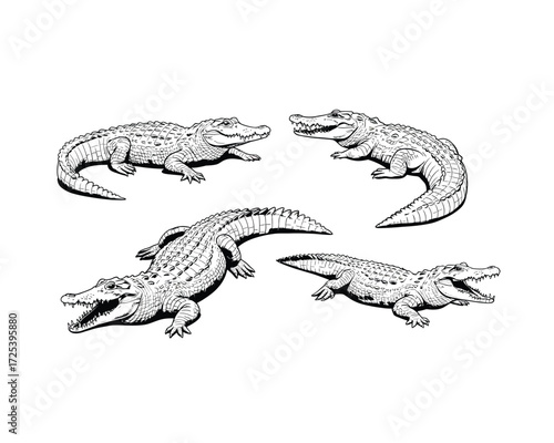 Four detailed black and white ink sketch illustrations of alligators in various poses showcasing their scaly skin and powerful jaws