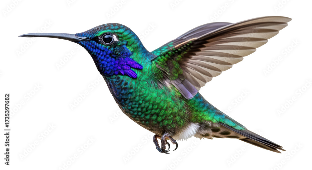 Fototapeta premium Isolated hummingbird in flight with wings out and facing left on a neutral field in studio