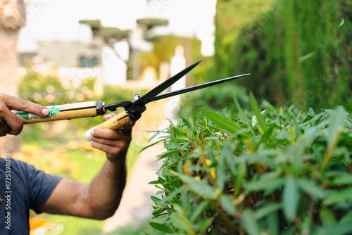 Male gardener cutting green hedge with pruning shears in summer backyard garden, outdoor landscaping, seasonal yard care, professional gardening work and horticultural maintenance
