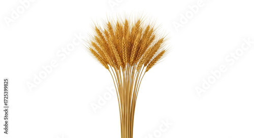 Isolated bouquet of wheat stalks, harvest theme, ingredient, sheaf of golden grain