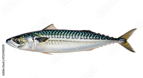 Foto Isolated Atlantic mackerel on a neutral background, a tasty fresh fish with blue