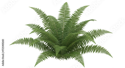 Isolated fern plant with vibrant green fronds growing in a lush bundle on no background