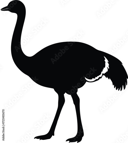 african ostrich vector, desert bird illustration 
