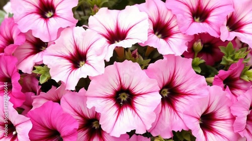 Beautiful Pink Petunias in Full Bloom.