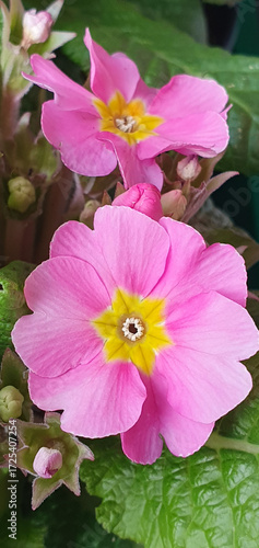 Pink primrose, Primula vulgaris flowers with bright yellow centers, blooming in cluster with green foliage, closeup view of spring ornamental plant in natural light.