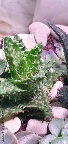 Decorative Aloe hybrid succulent with green spiky leaves and white spots, planted in pot with decorative stones, closeup macro detail of indoor ornamental plant.