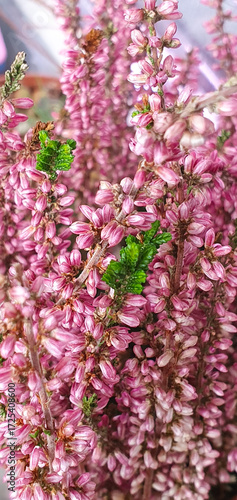 Calluna vulgaris heather with clusters of tiny pink blossoms and green foliage, closeup of ornamental wildflower, outdoor seasonal bloom captured in natural light.