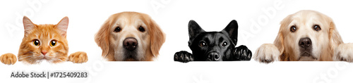 Four adorable pets peeking from behind a surface. A ginger cat and three dogs including a golden and black labrador, all showcasing their playful and loving personalities.