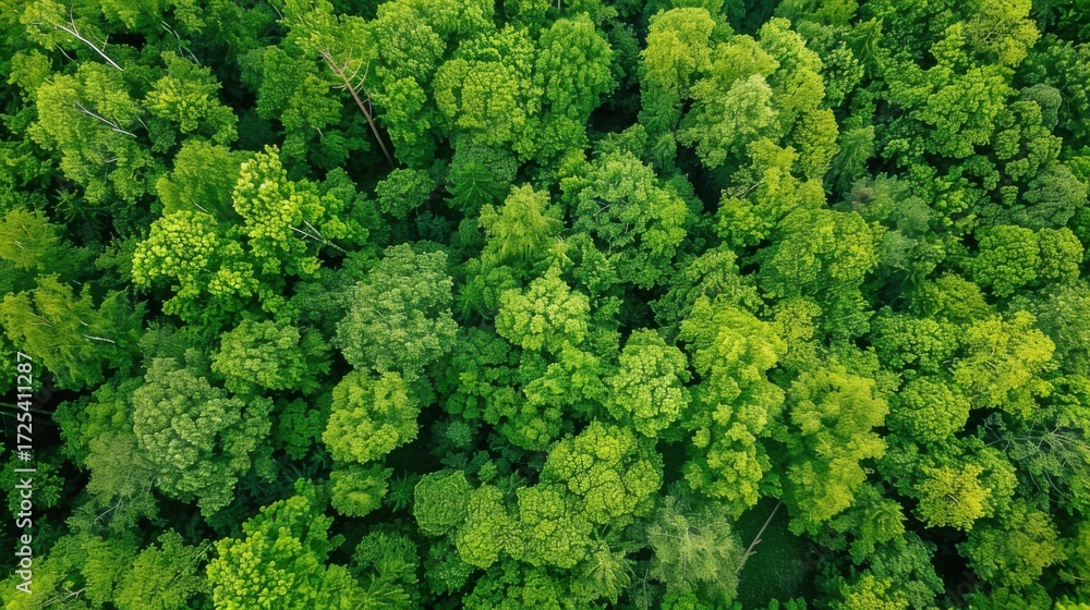 Fototapeta premium Fresh Produce & Country Scenery: Broccoli/Cabbage/Lettuce Ingredients, Rural Valleys & Spring Forest Views