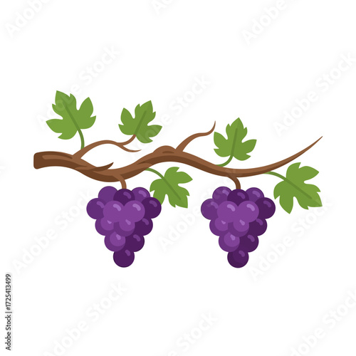 Purple grapes hanging from a vine branch with green leaves, perfect for harvest and wine themes