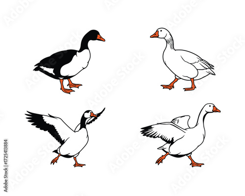 Four hand drawn illustrations of geese in various poses showing different breeds and actions against a white background