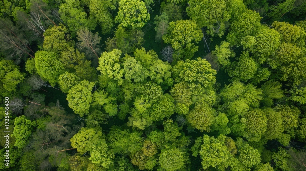 Fototapeta premium Fresh Produce & Country Scenery: Broccoli/Cabbage/Lettuce Ingredients, Rural Valleys & Spring Forest Views