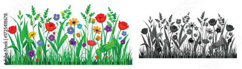 Diverse wildflowers and grass in color and grayscale on a white background. Vector Illustration of a garden, spring, summer, meadow, bloom, blossom, green, grass, leaf, plant, botanical illustration. 