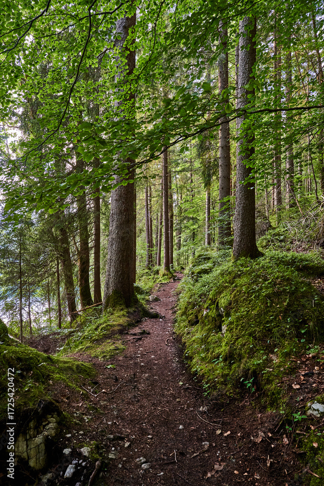 Fototapeta premium footpath in the woods