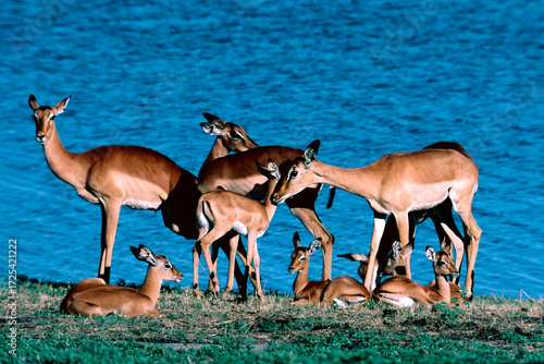 Photography herd of impala