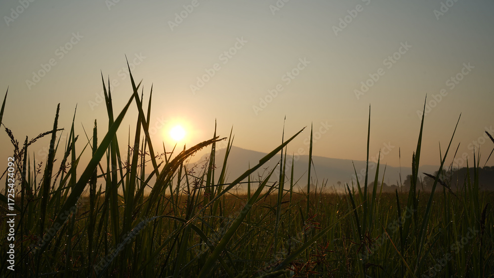 Obraz premium Landscape of rice fields. Morning sunshine in golden hours.