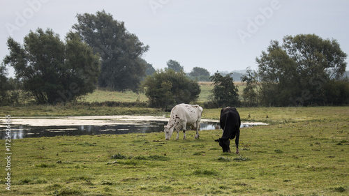 Scanian cows in the meadow