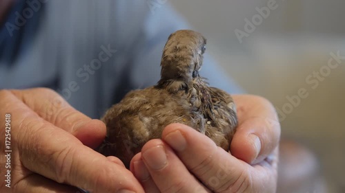 Young bird Streptopelia decaocto from the pigeon family that was found abandoned in a park and rescued. Nestled in a man's arms, photographed up close.