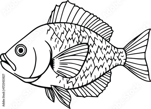 Tilapia Fish Outline Sketch 