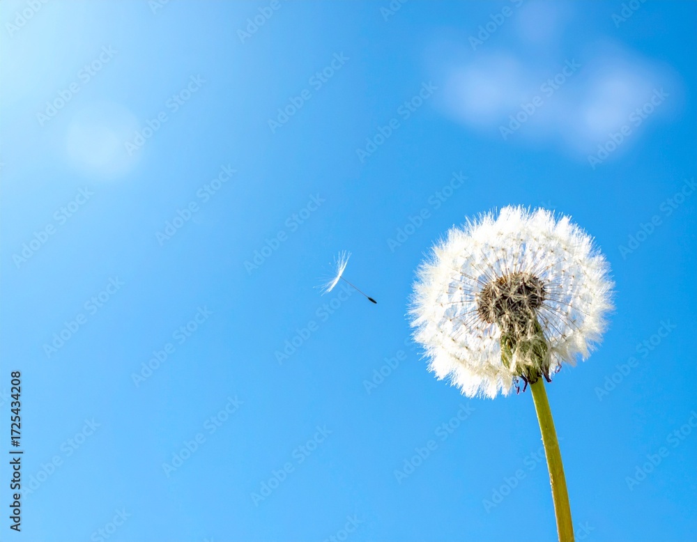 Fototapeta premium Close-up of dandelion flower with blue sky