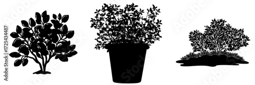 The image depicts a bush with green foliage, isolated as a natural object on a white background