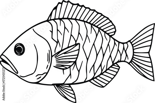 Hand Drawn Fish Illustration