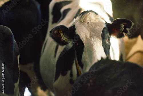 Portrait of dairy cow with ear tags and collars looking into camera thoughtfully and standing with cattle in cowshed. Sunlight slightly illuminating the herd waiting for food.