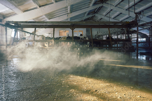 Inside cowshed. Low angle view of black and white Holstein dairy cows standing in stall with wooden bars as water evaporating from the ground slightly illuminated by the sunlight.