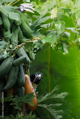 A beautiful oriental pied hornbill (Anthracoceros albirostris) feeding on ripe papaya fruits in tropical nature