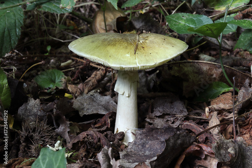 Amanita phalloides, a deadly fungus in a forest at autumn