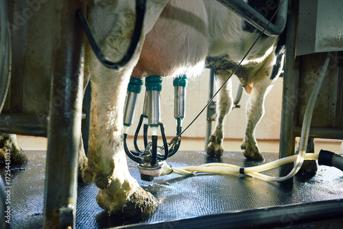 Mechanical milking at agricultural cooperative. Extracting milk from black and white dairy cow with help of modern teat cups attached to its udder.