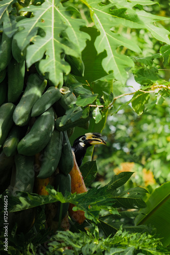 A beautiful oriental pied hornbill (Anthracoceros albirostris) feeding on ripe papaya fruits in tropical nature