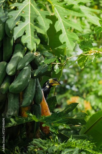 A beautiful oriental pied hornbill (Anthracoceros albirostris) feeding on ripe papaya fruits in tropical nature