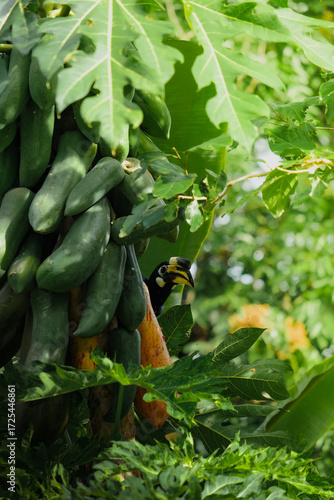 Hornbill on papaya tree