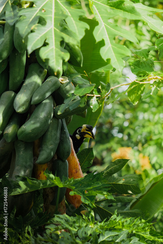 A beautiful oriental pied hornbill (Anthracoceros albirostris) feeding on ripe papaya fruits in tropical nature.