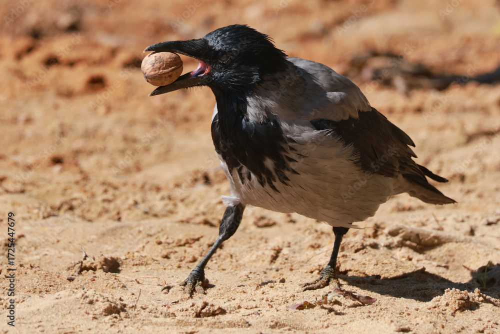 Obraz premium crow on the beach with walnut