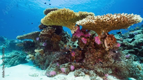 Wallpaper Mural Static shot of Table Corals and colourful reef with fishes swimming in clear blue water Torontodigital.ca
