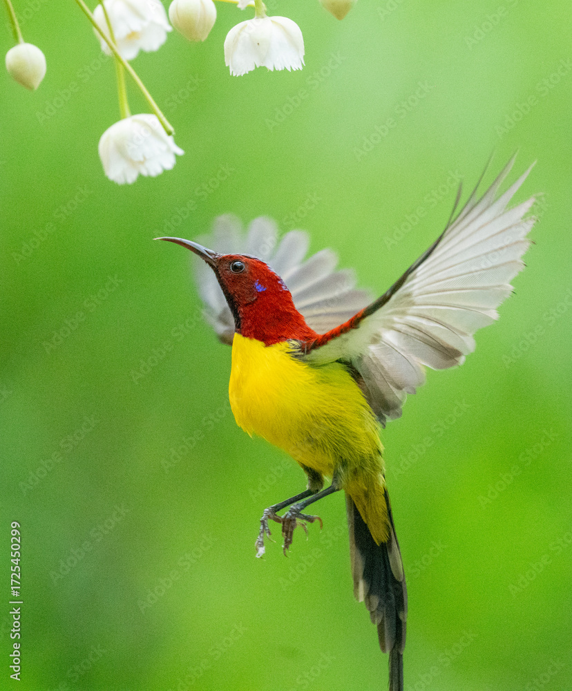 Fototapeta premium Crimson Sunbird Hovering at Flowers