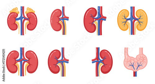 Detailed illustration of human kidneys bladder and internal anatomical structures