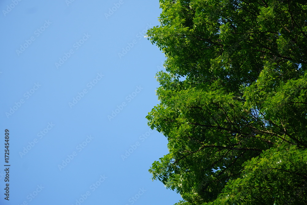 Obraz premium A vibrant green tree canopy frames a clear blue sky, creating a beautiful natural background with ample copy space for text.