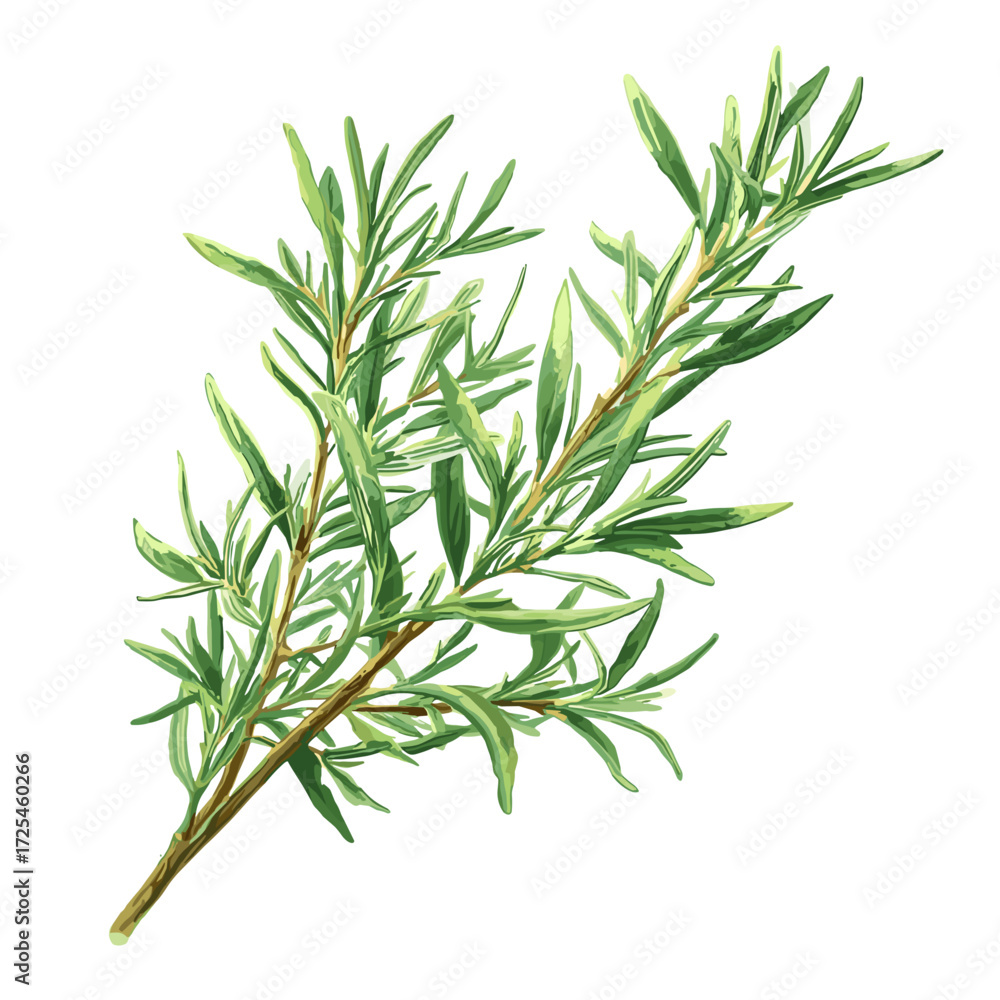 Fototapeta premium Rosemary Herb Botanical Illustration for Kitchen Decor