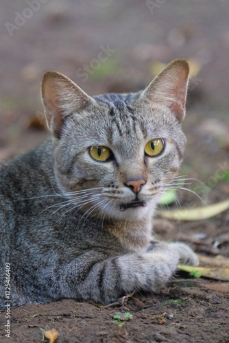 Wallpaper Mural Close up of a gray cat staring intently. For graphic design, 3D rendering and banners Torontodigital.ca