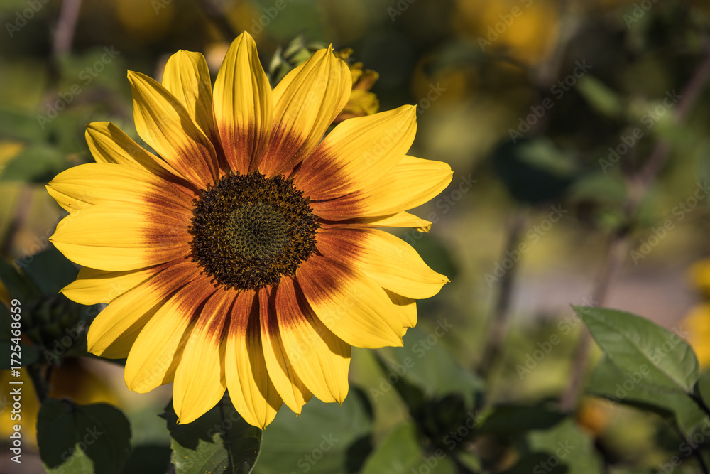 Fototapeta premium yellow and red sunflower